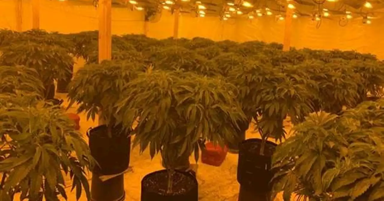 Two men due in court after “large and sophisticated cannabis farm” found