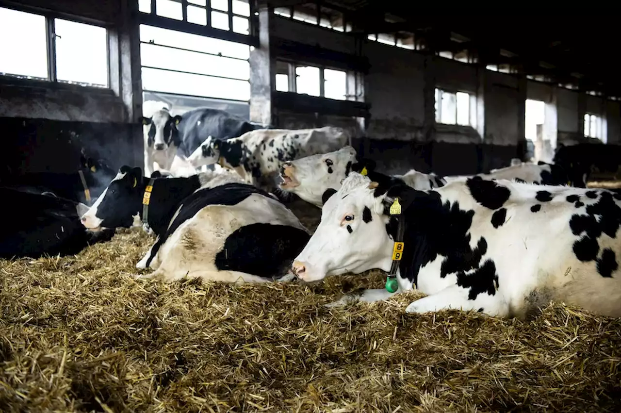 Das Ammoniak-Problem: Wie neue Düngeregeln Landwirte belasten