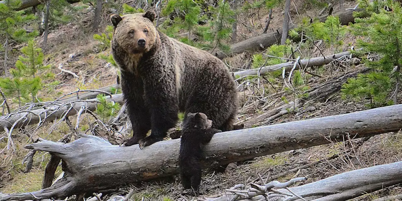 US may lift protections for Yellowstone, Glacier grizzlies