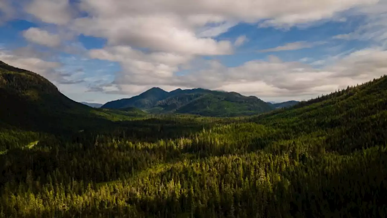 Biden administration restores protections for Alaska's Tongass forest | CNN Politics