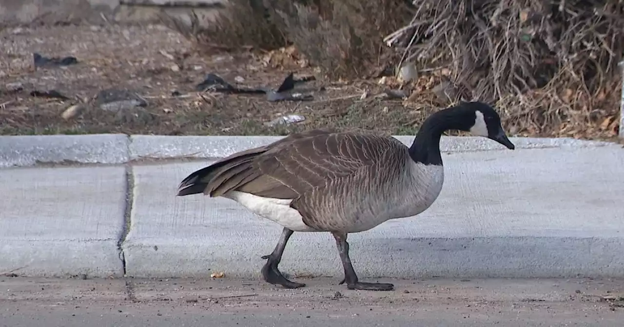 Uptick in avian flu cases in the Denver metro area