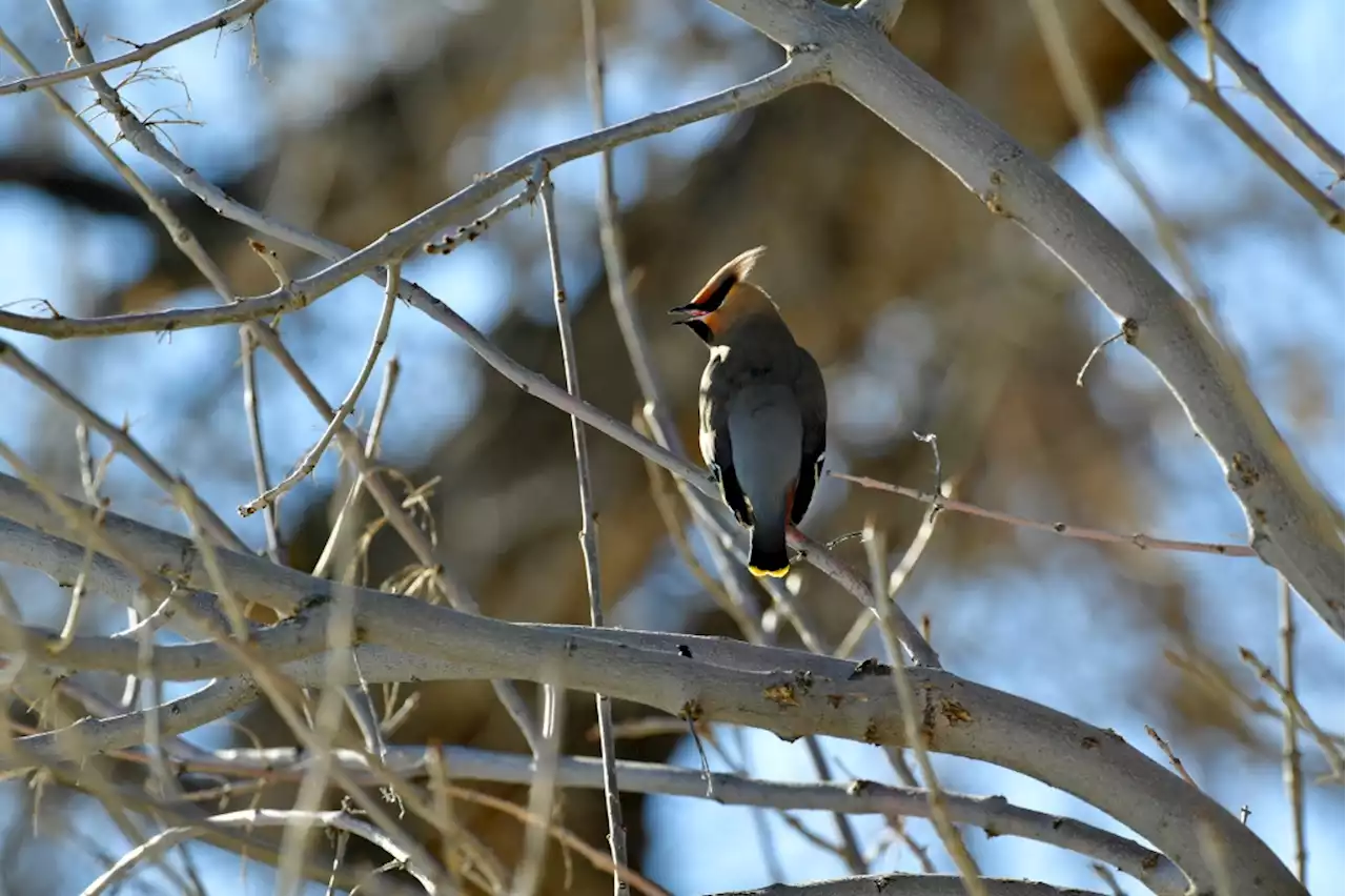 A rare and beautiful bird is turning up all over Denver this winter