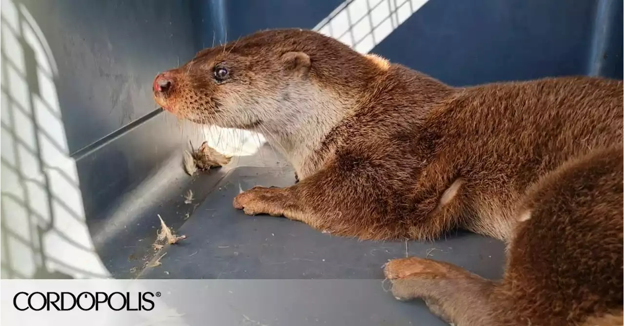 Capturan una nutria en las calles de Córdoba capital