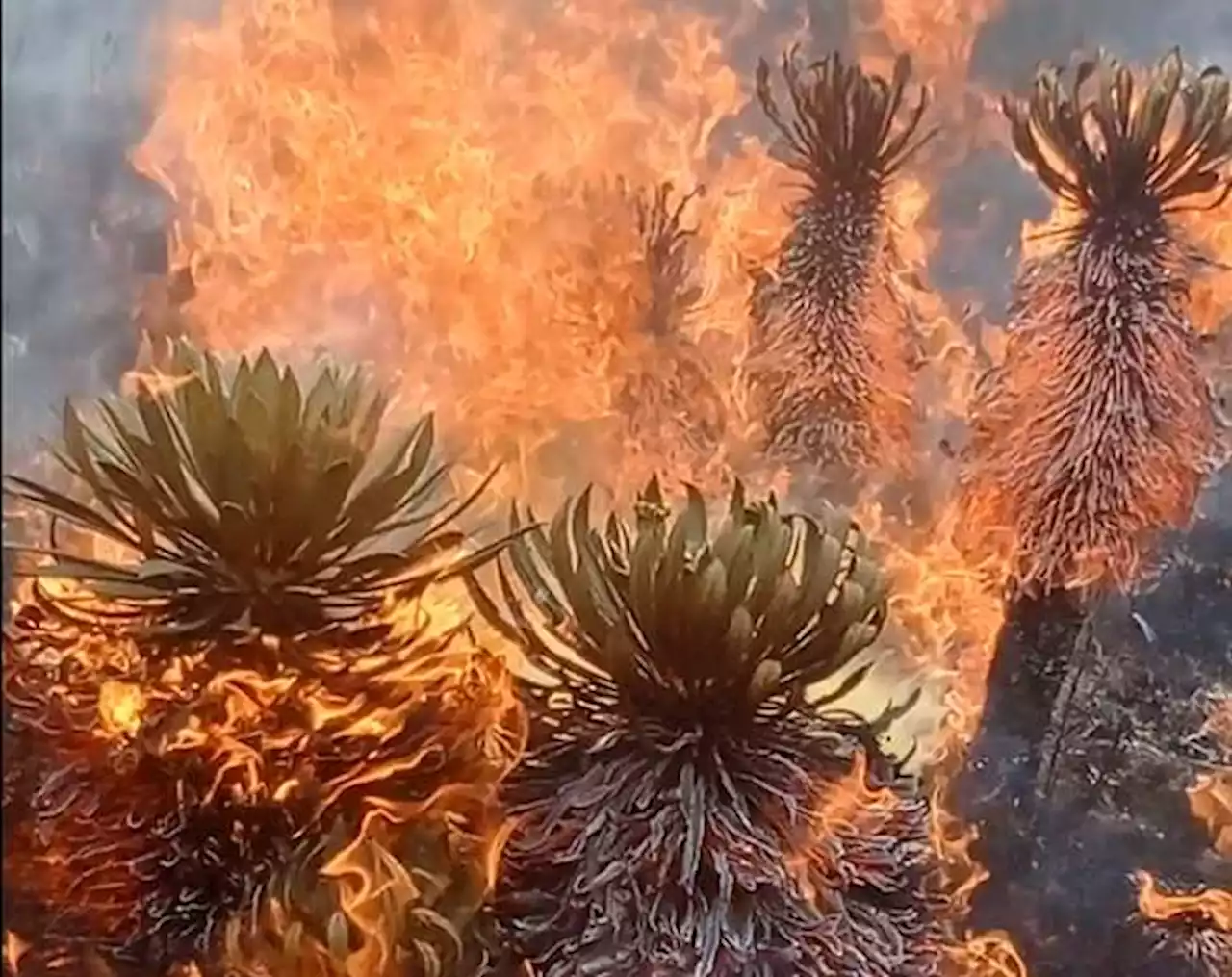 Incendio en páramo del Almorzadero destruyó más de 50 frailejones