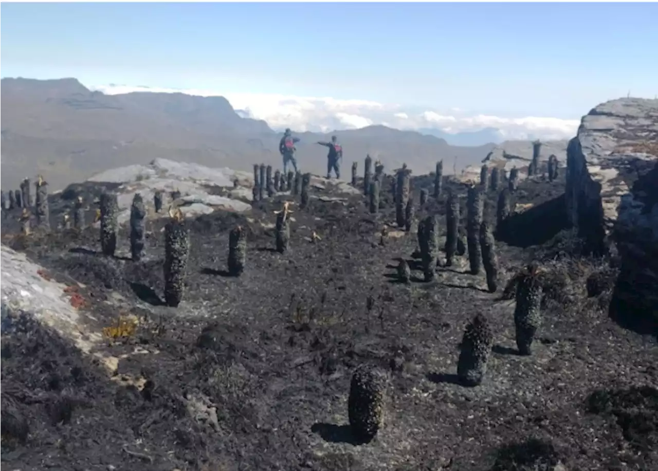 Incendio en páramo del Almorzadero arrasó con más de 50 frailejones