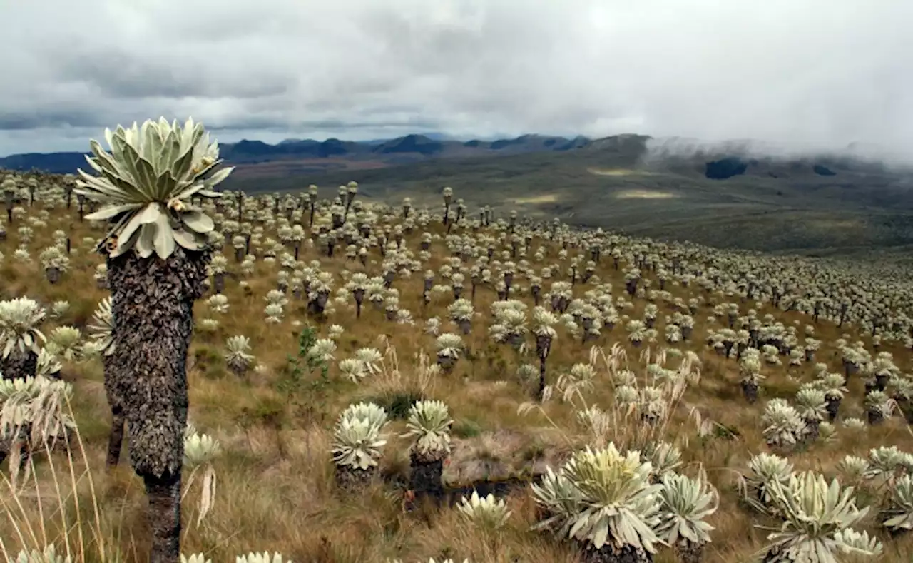 Sumapaz, primera Zona de Reserva Campesina con acta de constitución