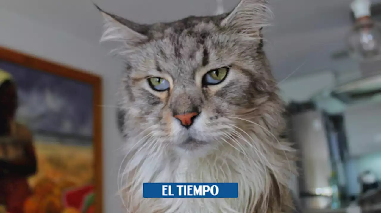 La vida de Romeo, el primer gato con marcapasos en Colombia