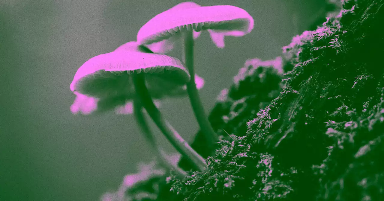 Global Warming Is Priming Deadly Fungi to Invade Our Warm Bodies