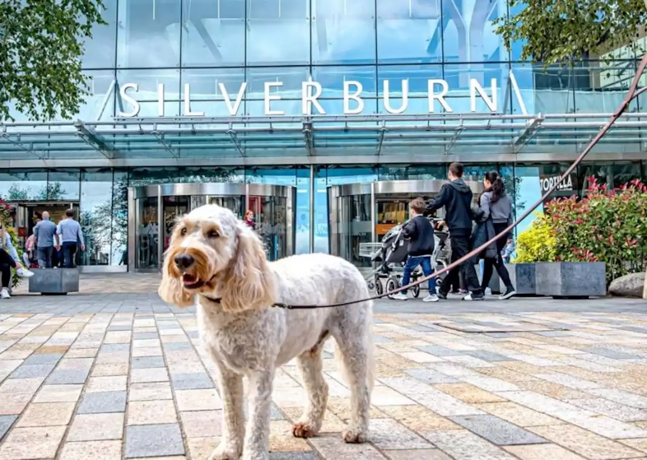 'Dog poo' spotted at Glasgow shopping centre during dog-friendly trial