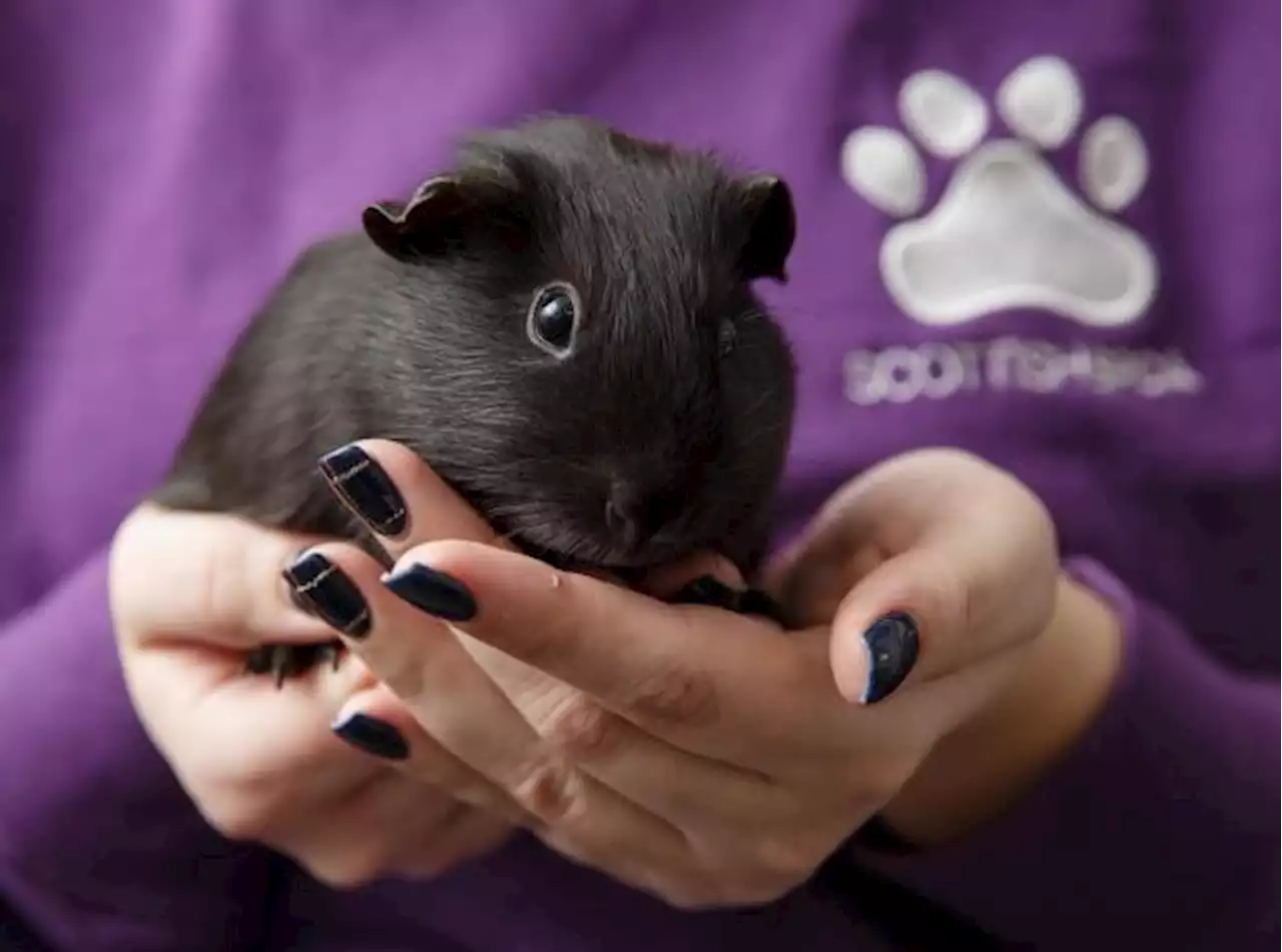 SSPCA reveal at least 140 animals abandoned by cruel owners in Glasgow