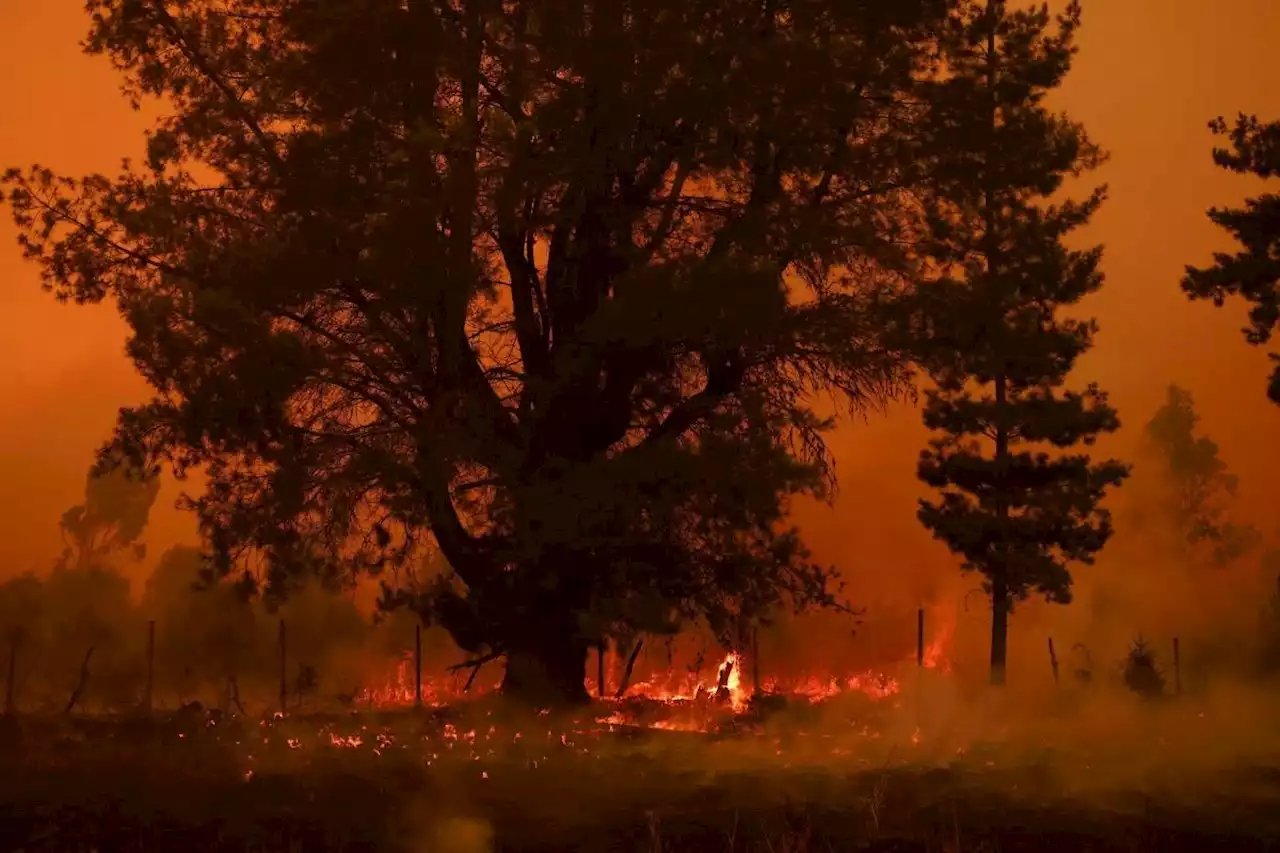 Firefighters battle dozens of wildfires in Chile, death toll at 22