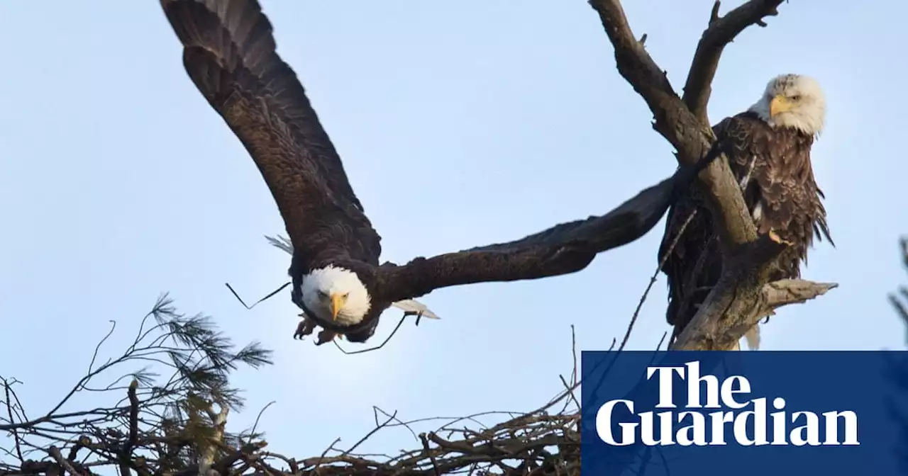 Two bald eagles nested in a pine for years. A utility company tried to chop it down