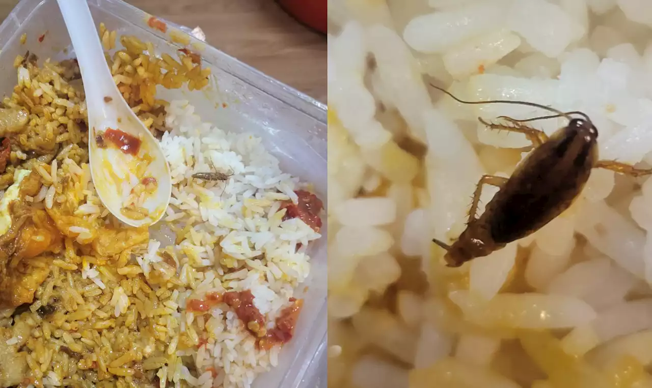 Woman claims she found cockroach in curry rice at Yishun eatery - Singapore News