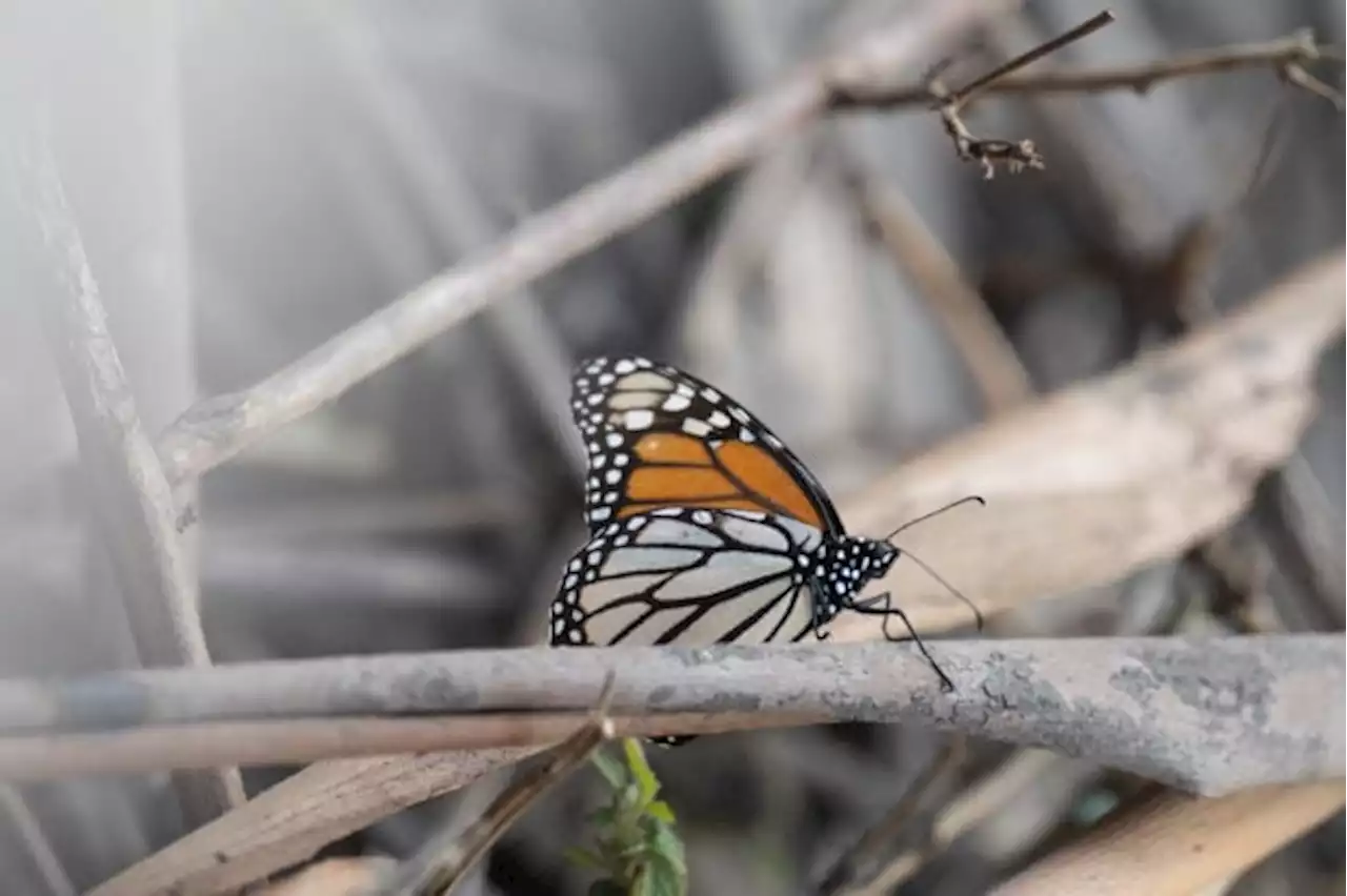 Endangered monarch butterflies face perilous storm