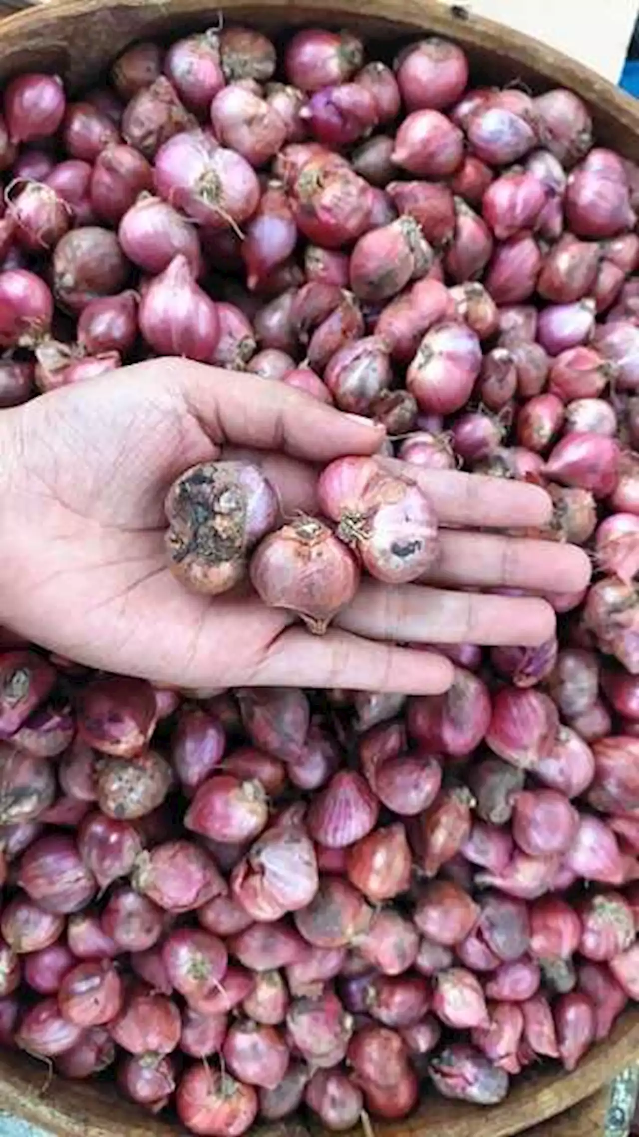 Bawang Merah ‘’Ketularan’’ Beras-Migor