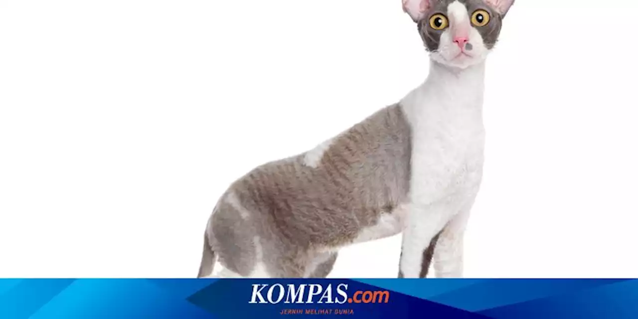 7 Fakta Menarik Kucing Cornish Rex, Tubuh Tinggi hingga Bulu Keriting