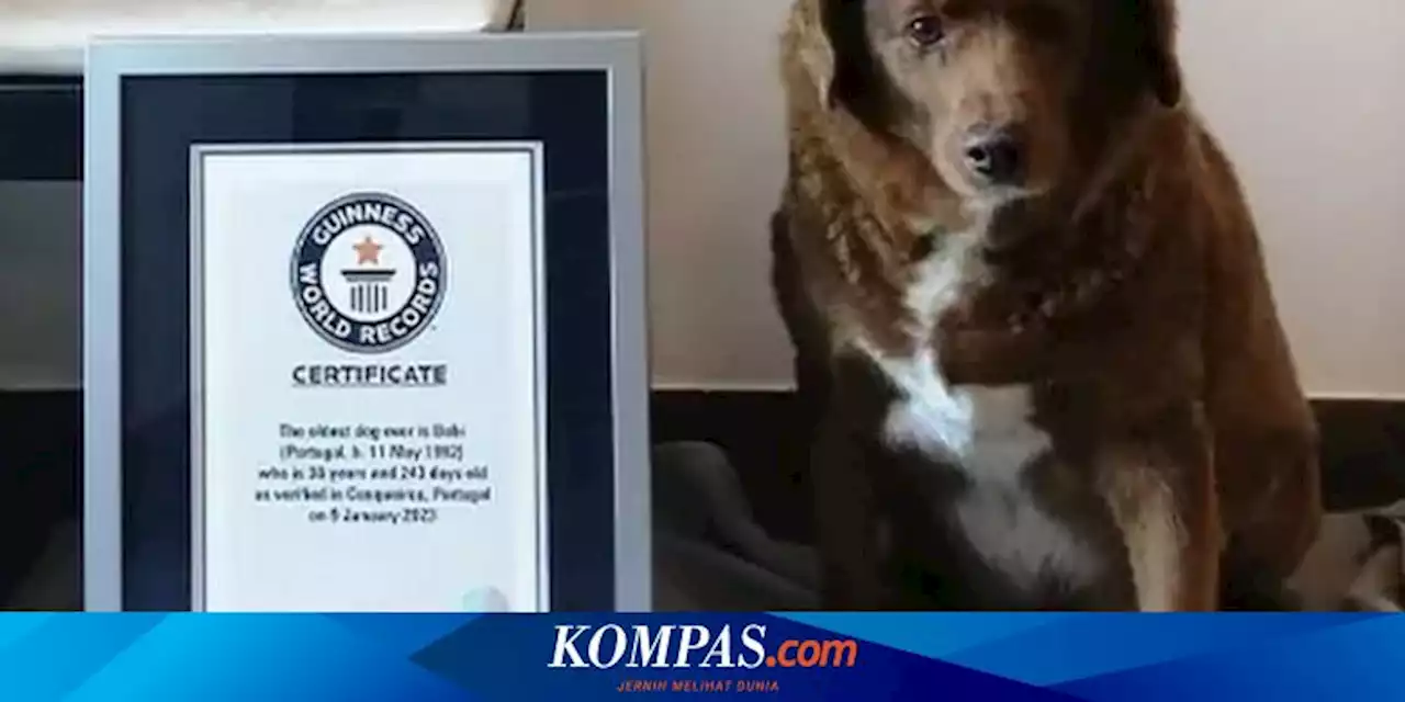 Berusia 30 Tahun, Bobi Dinobatkan Jadi Anjing Tertua di Dunia