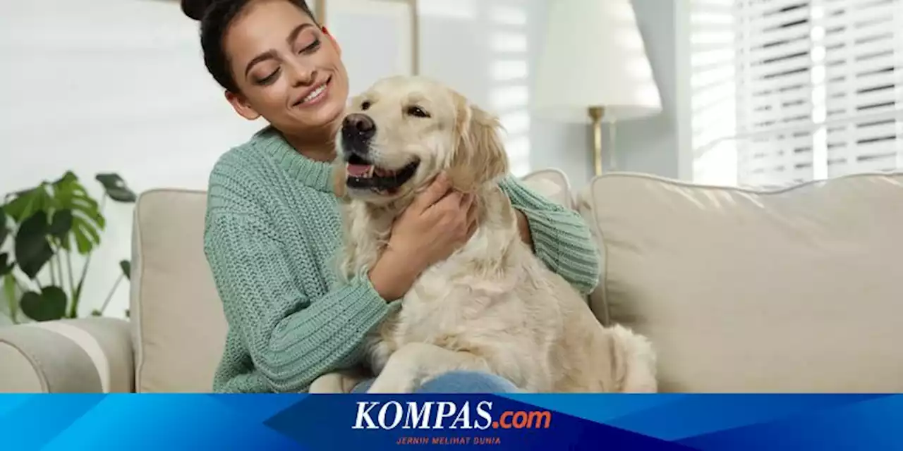 Bukan Mitos, Anjing Benar-benar Bisa Memahami Kata-kata Manusia