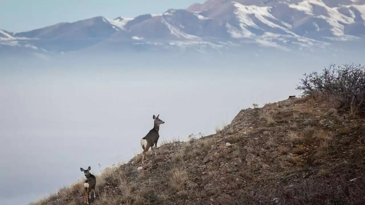 How a 5-year-old Interior order is changing Utah, Western big game wildlife policy