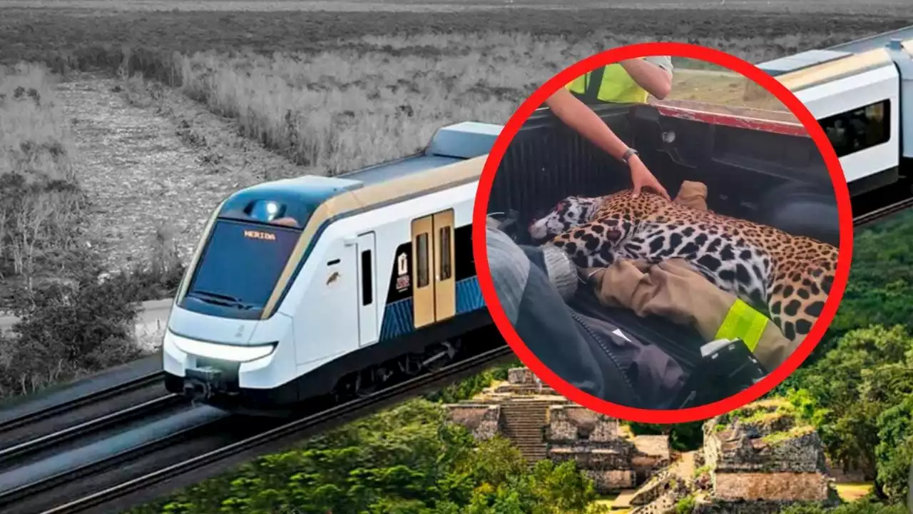 Muerte de jaguar embarazada indigna en Yucatán; culpan al Tren Maya