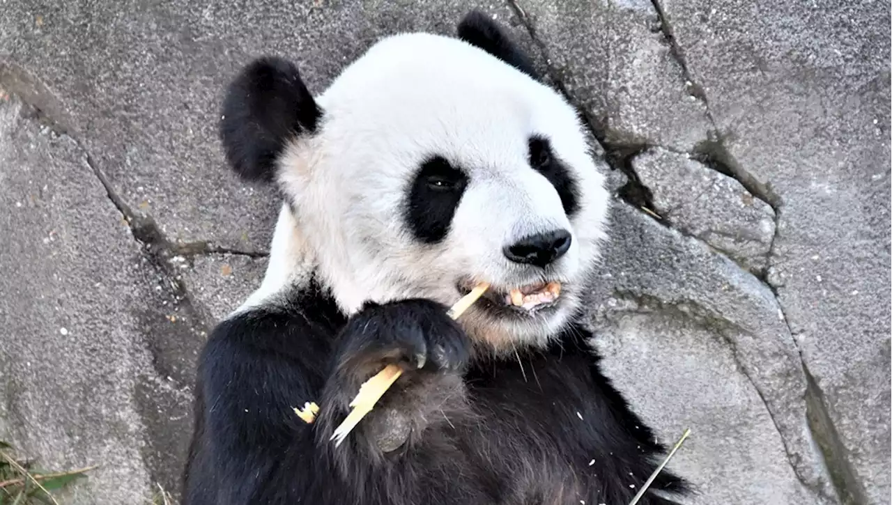 È morto Le Le, il panda gigante che da 20 anni viveva nello zoo di Memphis. È polemica sulle cause del decesso