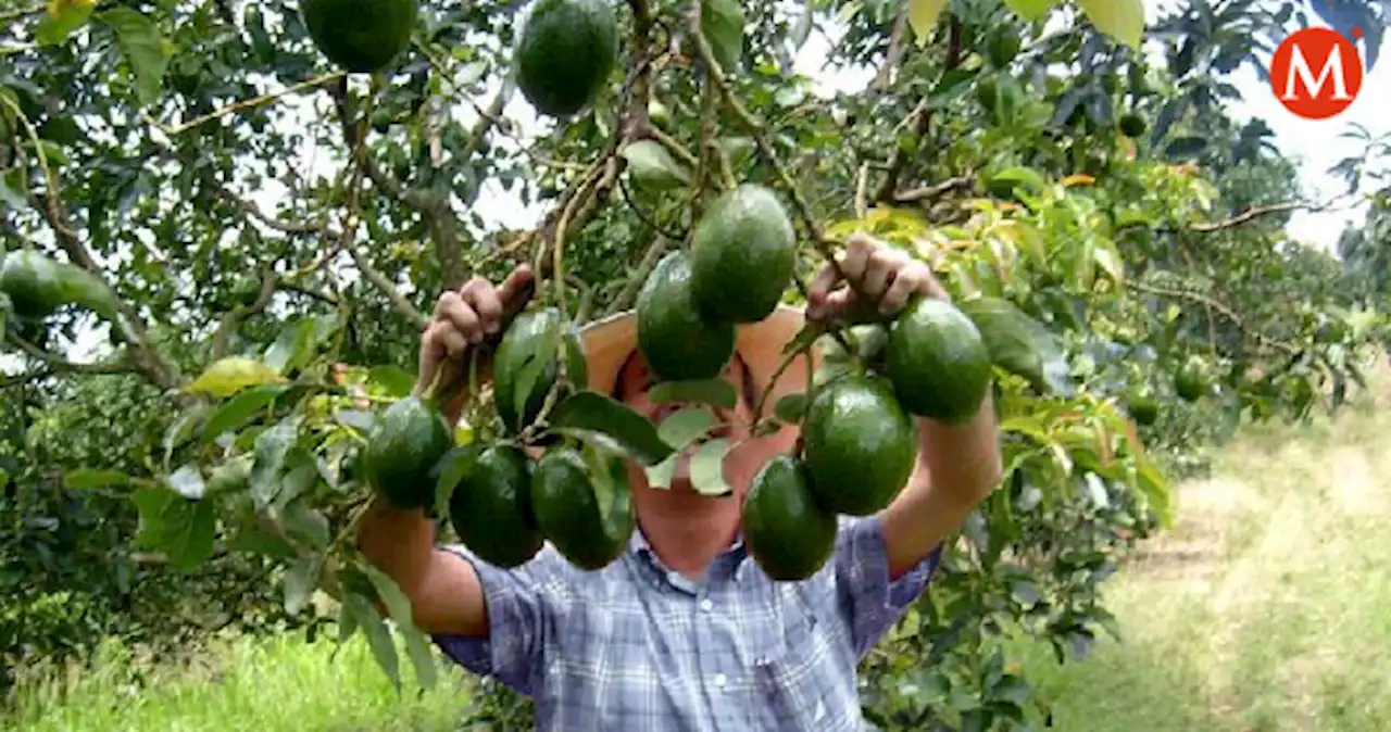 El peligroso viaje de los aguacates mexicanos para el Super Bowl