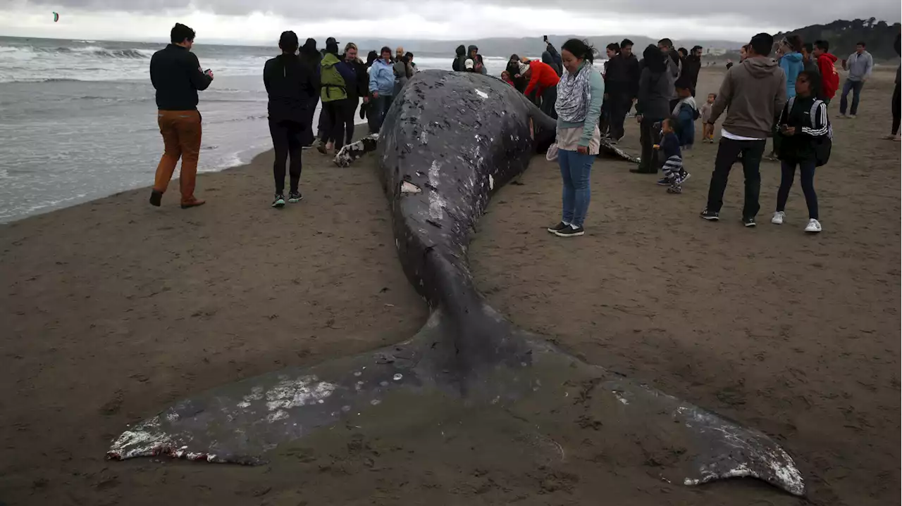 An unusually high number of whales are washing up on U.S. beaches