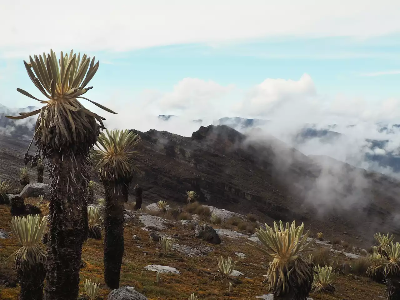 Incendio en páramo de Santander destruyó más de 50 frailejones de gran tamaño - Pulzo