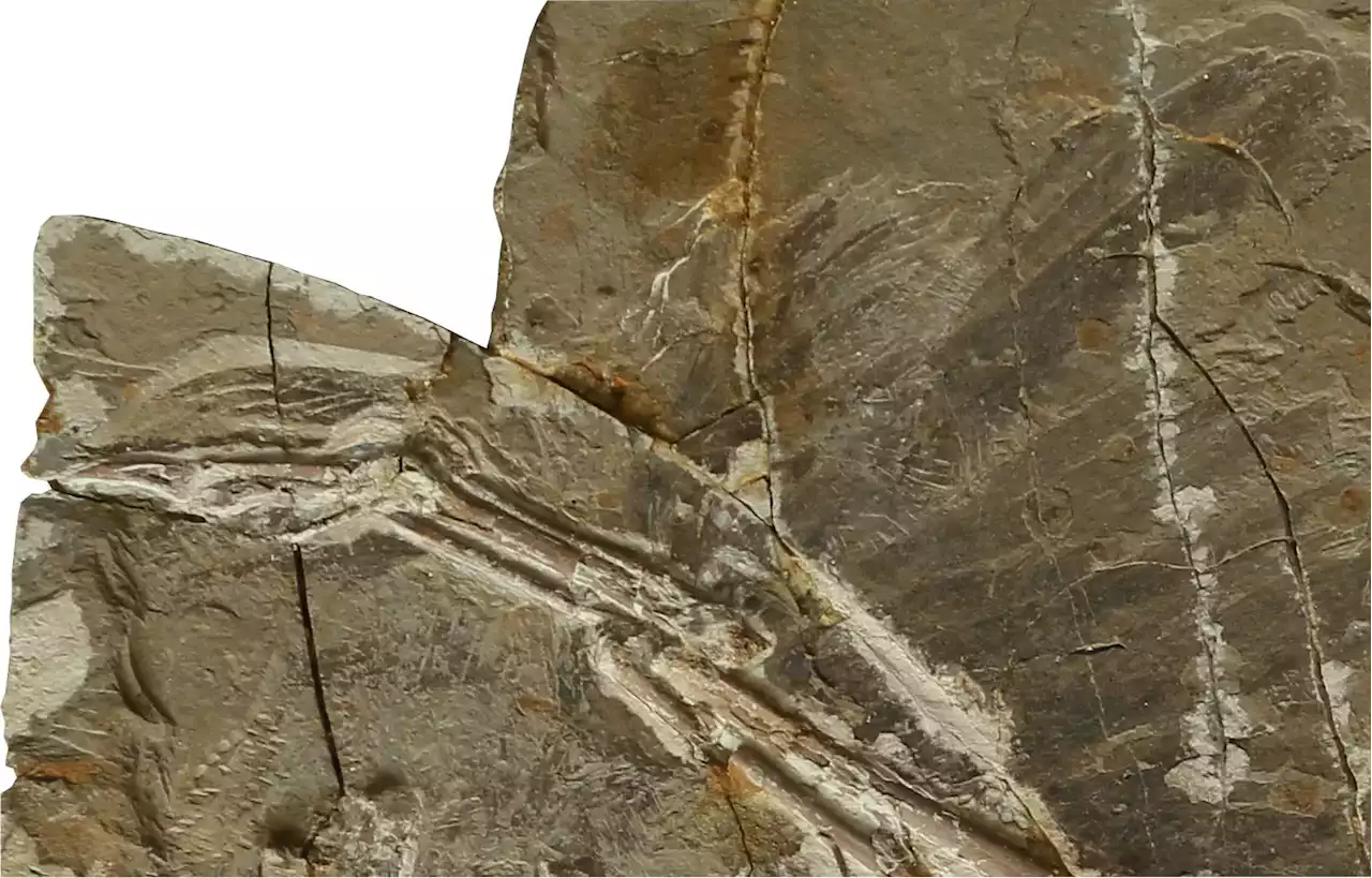 Rare Fossilized Feathers Reveal Secrets of Ancient Paleontology Hotspot