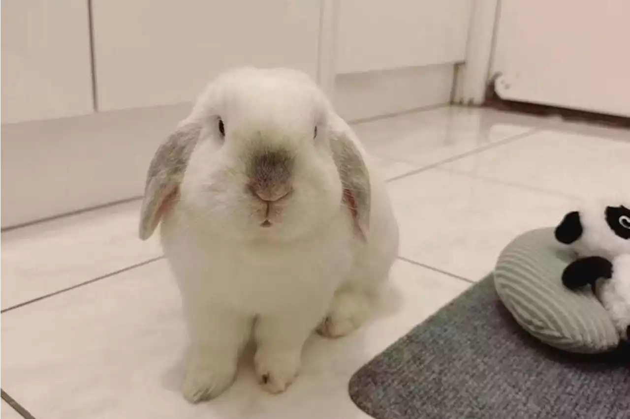 Chinese hop on bunny-buying trend in Year of the Rabbit