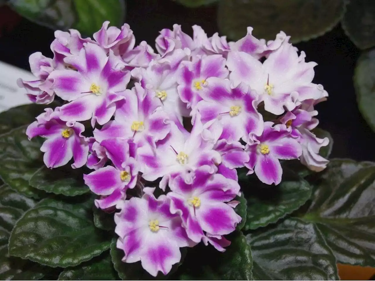 African violets are a multi-coloured delight