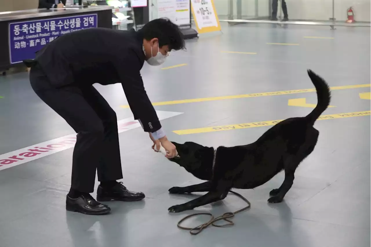 [김해공항 철통경'개'] ② 동물학대? 탐지견에겐 게임일 뿐 | 연합뉴스