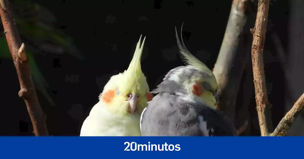 Qué tener en cuenta a la hora de enriquecer con vegetación el entorno de los loros