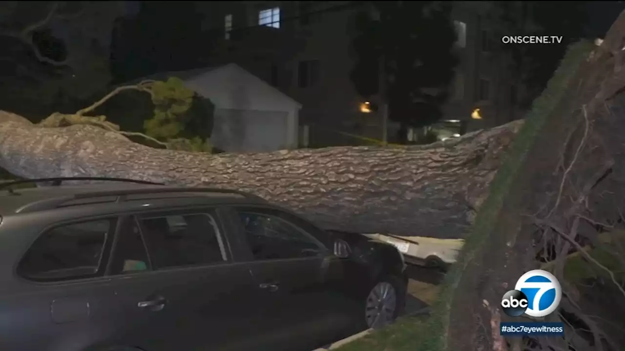 Strong winds uproot large tree in West LA neighborhood, crushing several cars