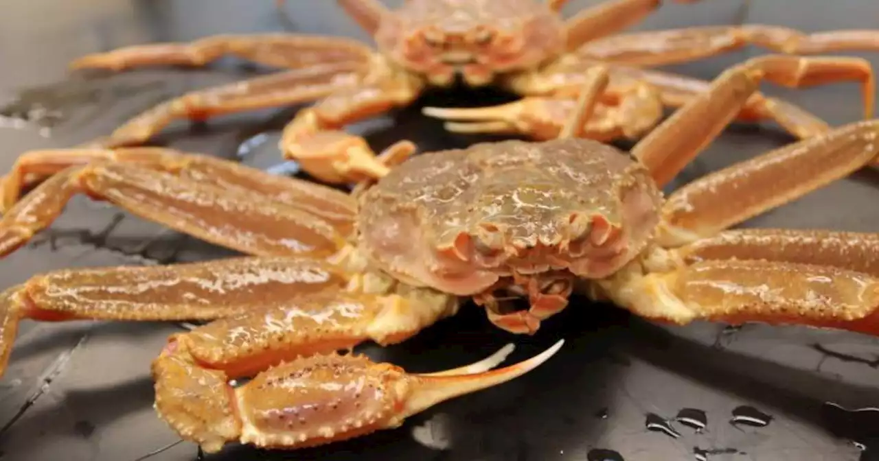 Crab crisis in Bering Sea a sign of ‘borealization’ and big changes in the future, scientists warn