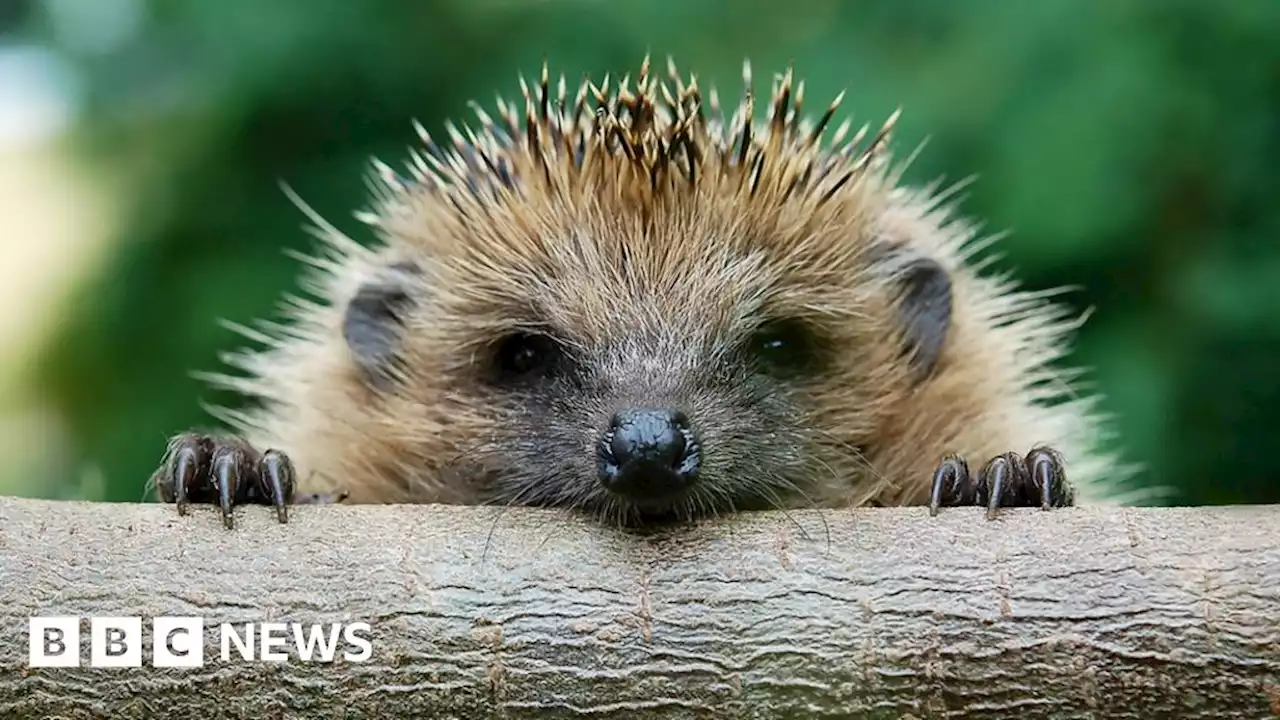 York St John University wins award for hedgehog preservation work