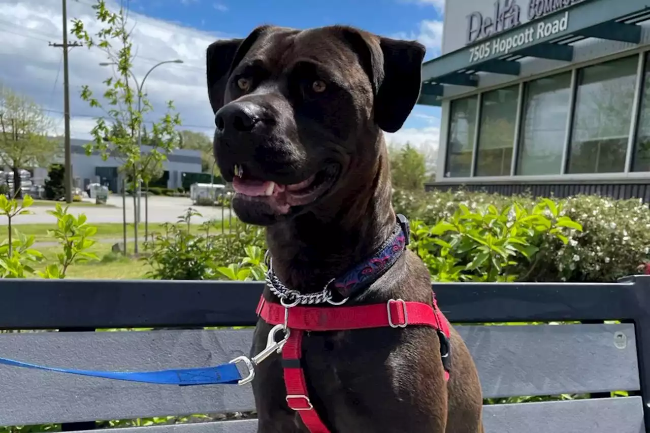 After 14 months at shelter rescued river dog at last has a new home