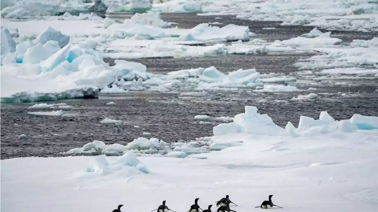 Kaiserpinguine: Neue Kolonie entdeckt – doch es gibt Probleme