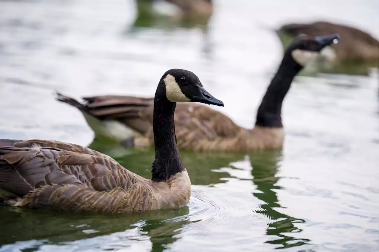 Geese culling may not be needed in Denver thanks to other population control methods