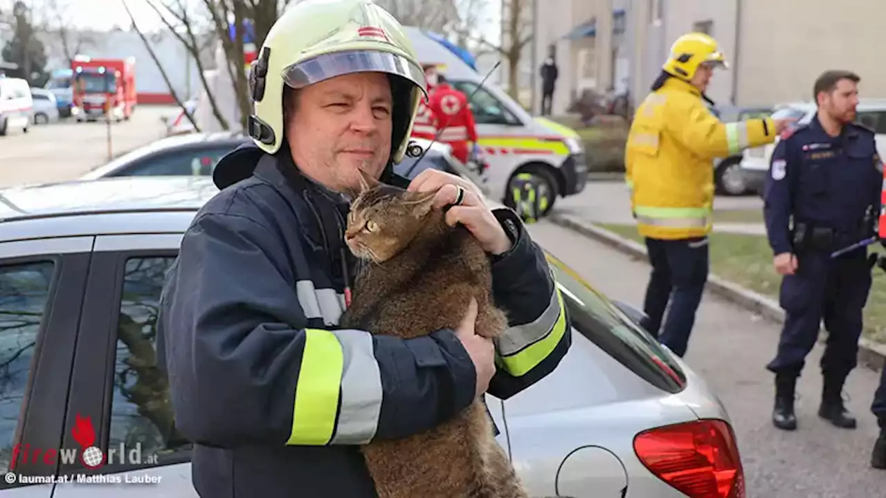 Oö: Ein Verletzter und gerettete Katze bei Zimmerbrand in Wels