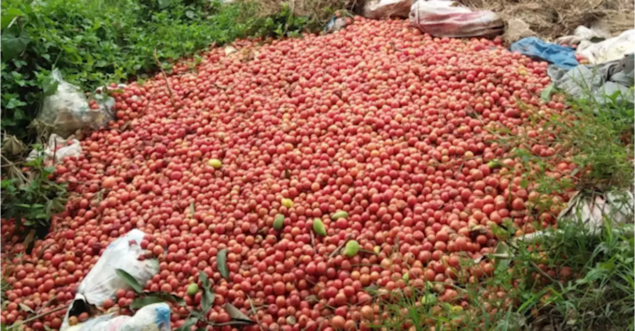 Consumers express dismay over dumping of excess tomatoes in Nueva Vizcaya