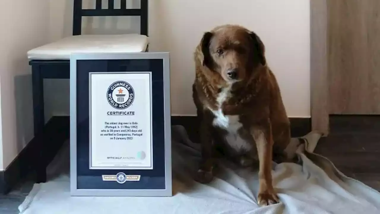 A 30-year-old canine in Portugal is officially the world's oldest dog