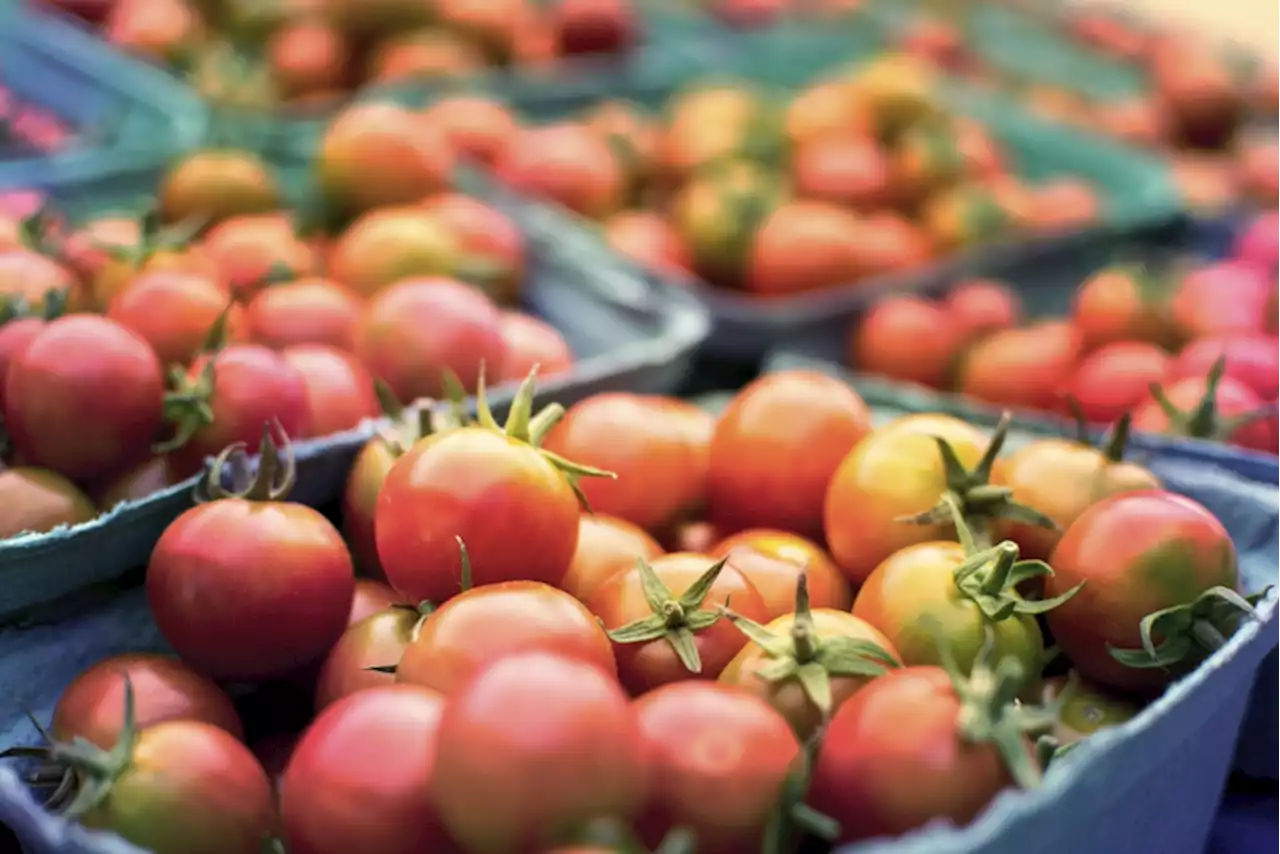 Local farmers struggle to sell unsold, excess tomatoes. Here's how to help them.