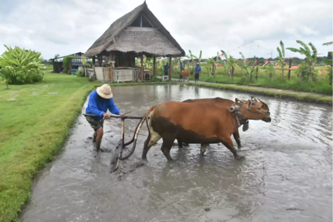 Kunjungi Teba Majalangu Denpasar, Wamendes Minta Dikelola Dekat Dengan Alam dan Budaya