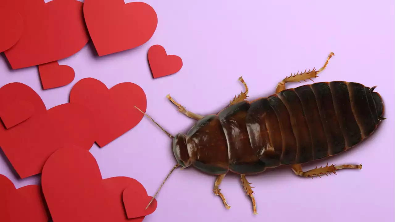 If you donate to the San Antonio Zoo, they'll name a cockroach after your ex for Valentine's Day