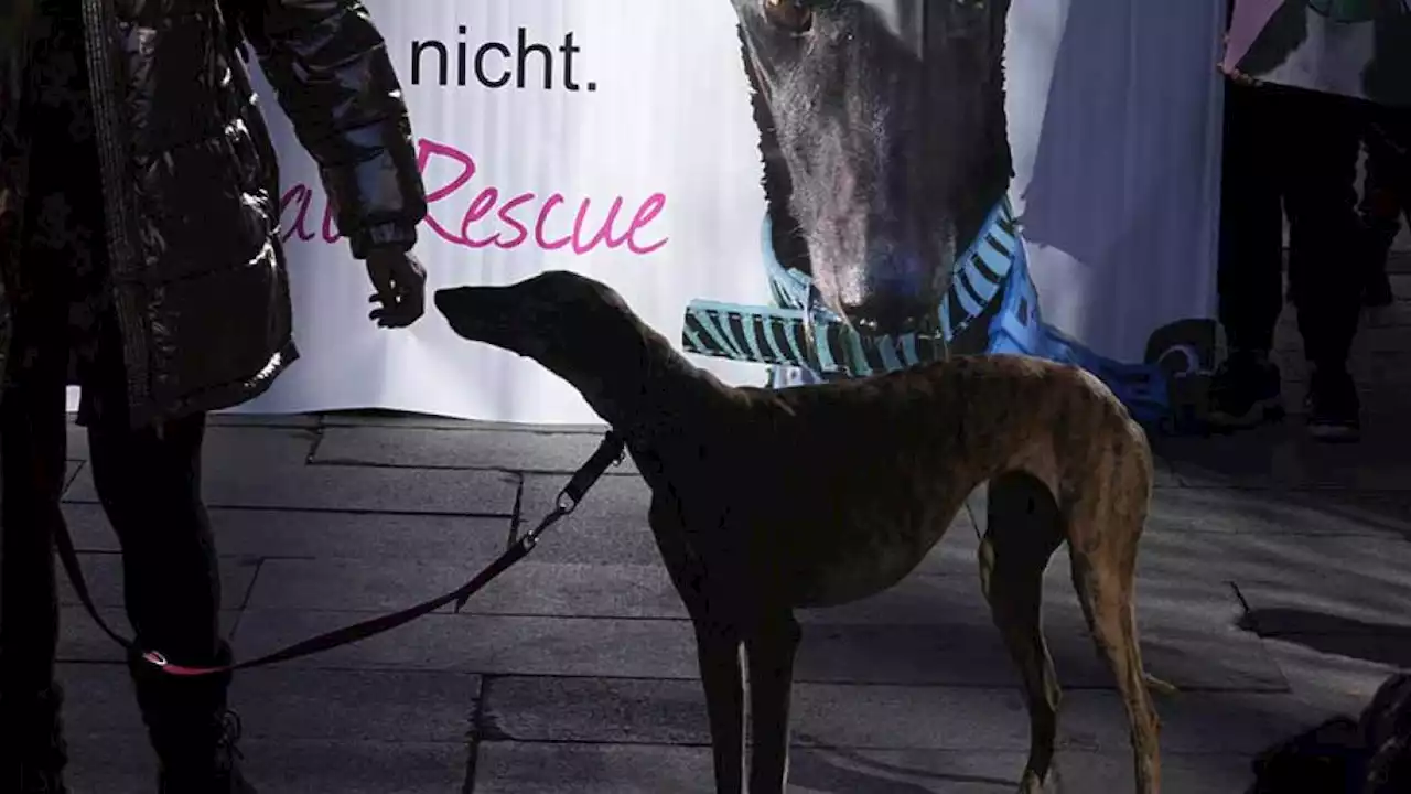 Por abandono de galgos, miles exigen poner fin a la caza con perros en España