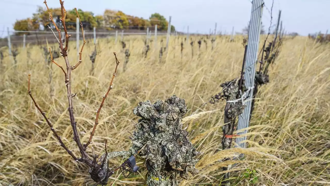 Vin : des aides aux vignerons pour compenser la crise de la consommation