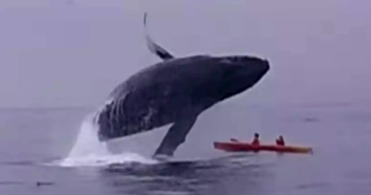 Tom Mustill veut parler à la baleine qui a failli le tuer, comme dans « Avatar »