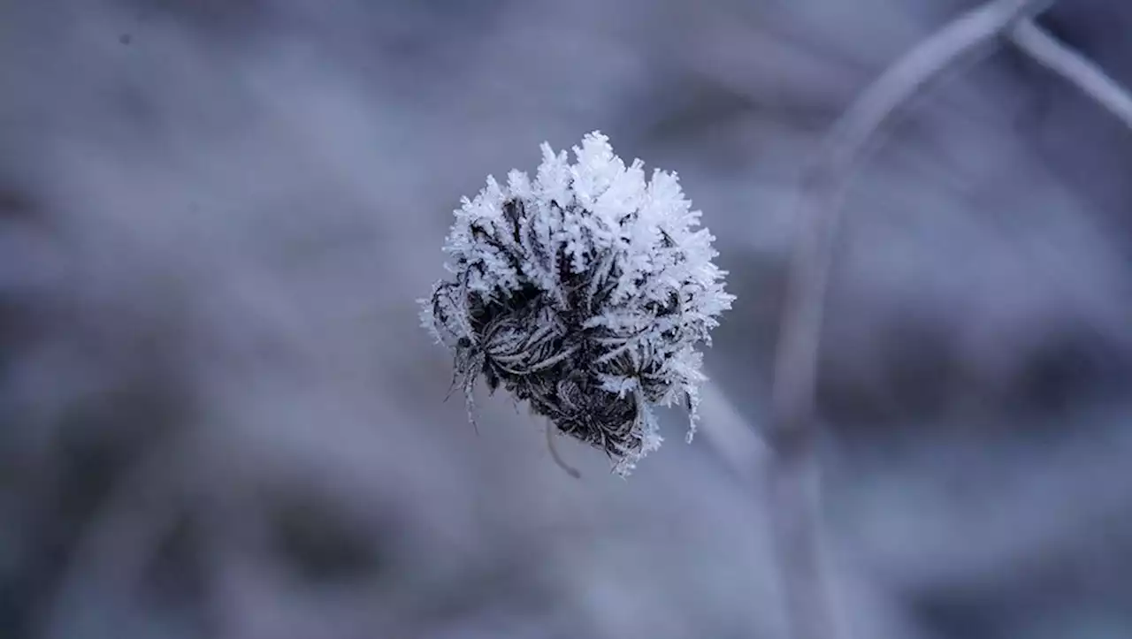 Météo : vague de froid, chutes de neige à basse altitude... les prévisions du lundi 6 février