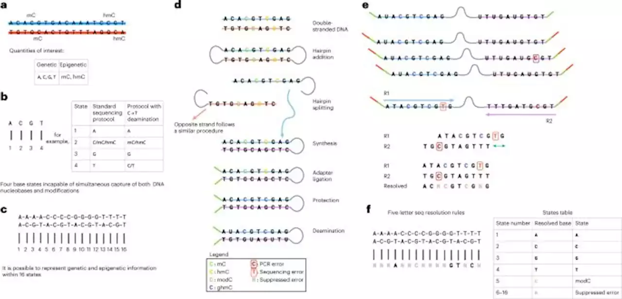 Simultaneous sequencing of genetic and epigenetic bases in DNA - Nature Biotechnology